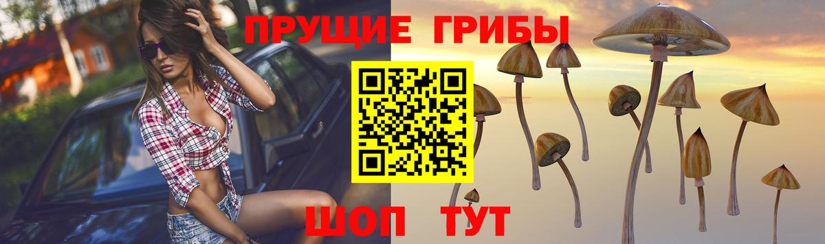 Псилоцибиновые грибы MAGIC MUSHROOMS  Псилоцибиновые грибы Cubensis  Вход с VPN  Бердск 